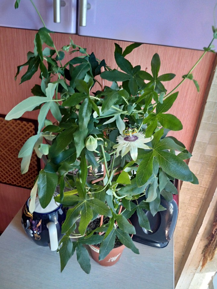 Взрослые Пассифлоры 