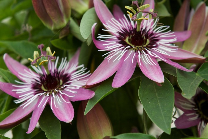 Взрослые Пассифлоры 