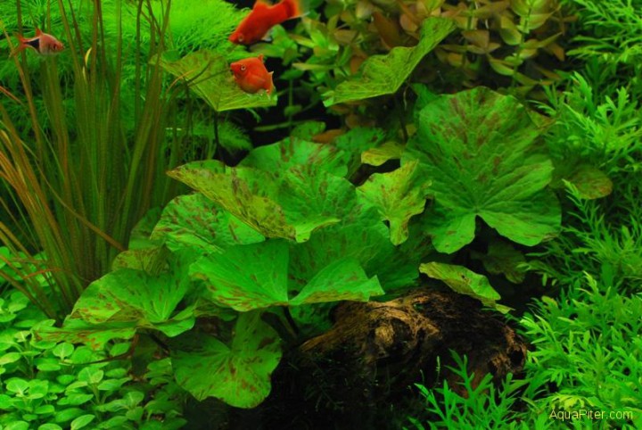 аквариумные рыбки и растения