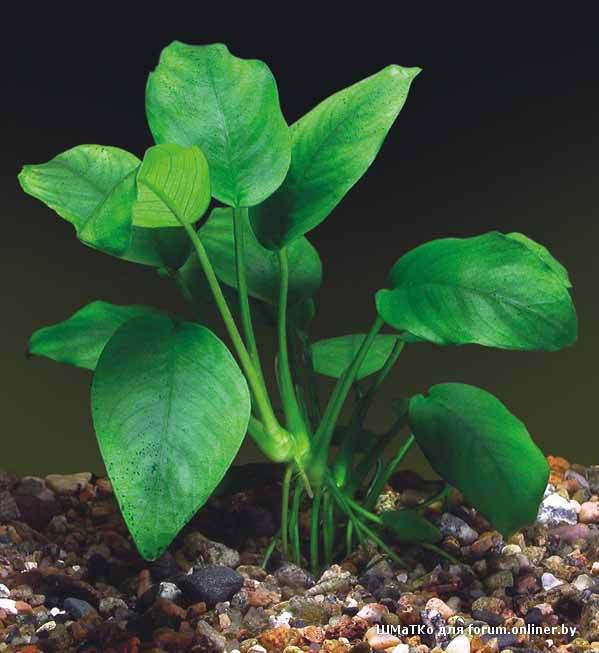 аквариумные рыбки и растения