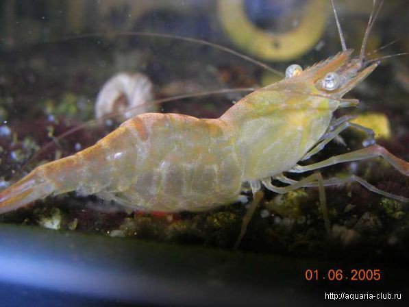 аквариумные рыбки и растения