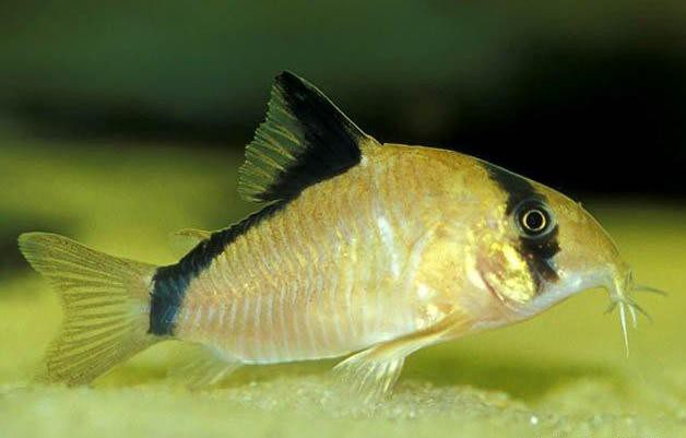 аквариумные рыбки и растения