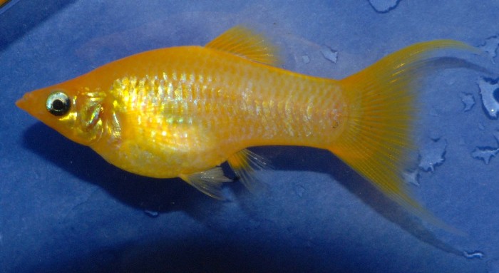 аквариумные рыбки и растения