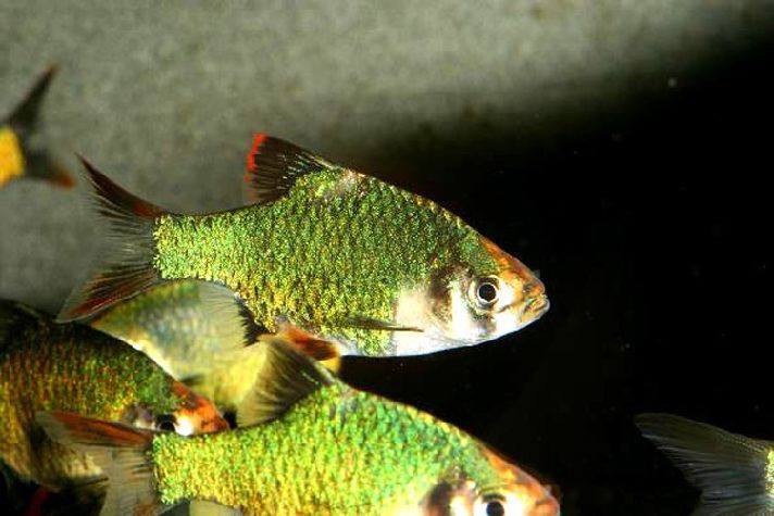 аквариумные рыбки и растения