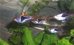 аквариумные рыбки и растения