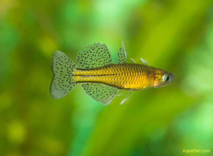 аквариумные рыбки и растения