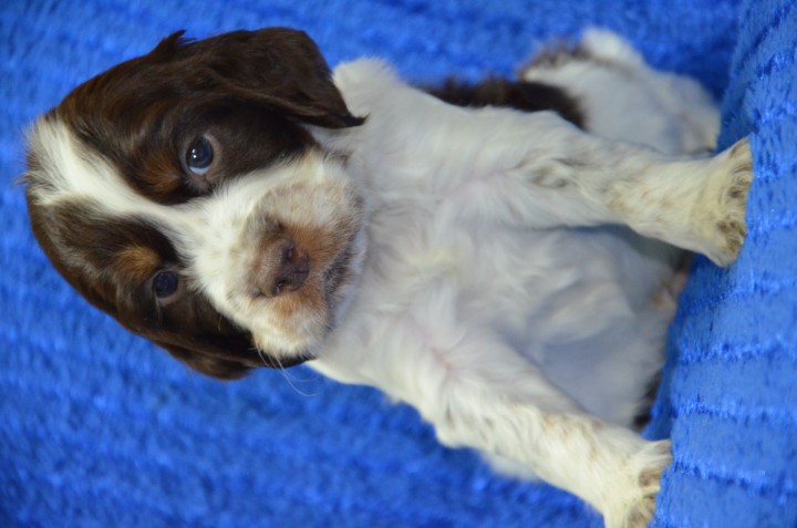 Щенки Английский спрингер для охотника