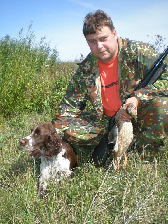 Щенки Английский спрингер для охотника
