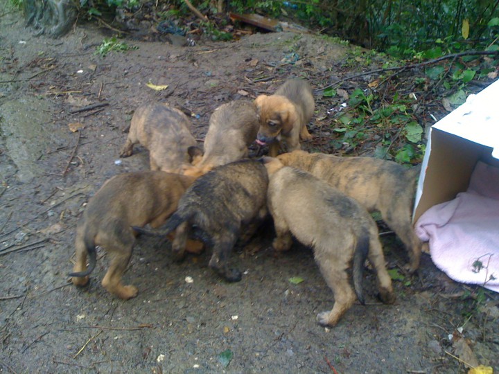 Помогите спасти щенят!!!