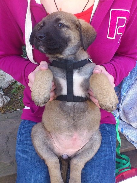 Щенок (девочка) в добрые руки (бесплатно)