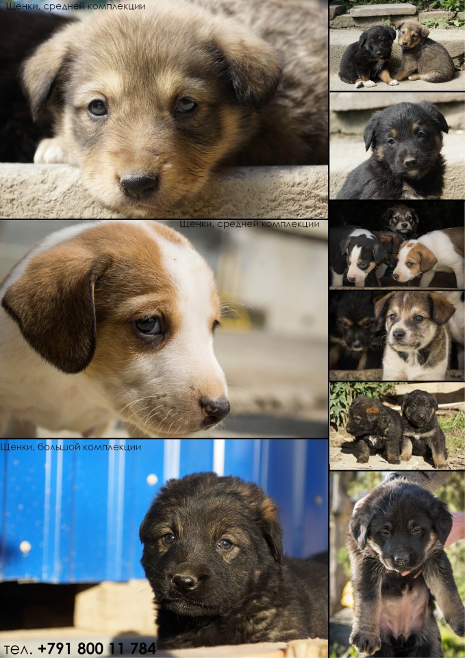 ЩЕНКОВ В ДОБРЫЕ РУКИ!!!