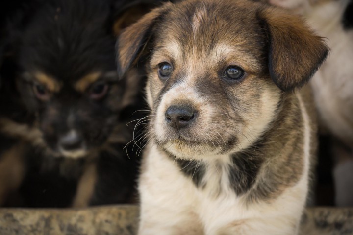 ЩЕНКОВ В ДОБРЫЕ РУКИ!!!