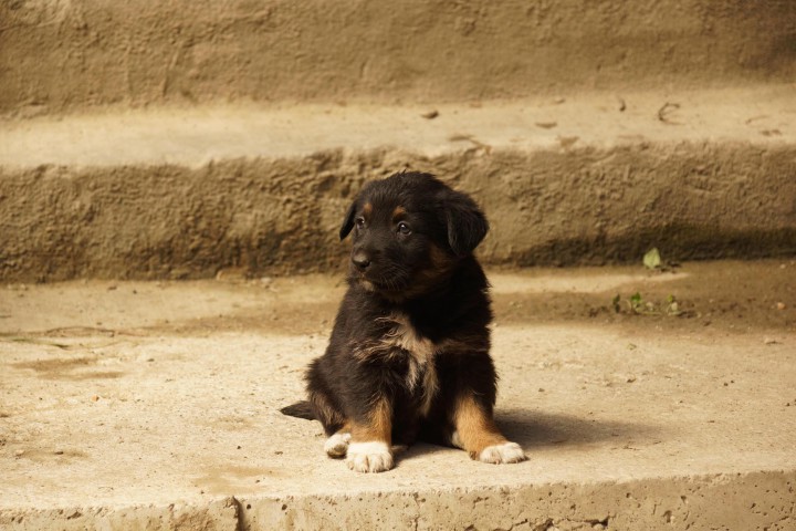 ЩЕНКОВ В ДОБРЫЕ РУКИ!!!