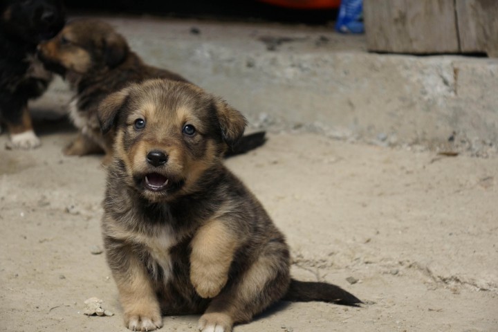 ЩЕНКОВ В ДОБРЫЕ РУКИ!!!