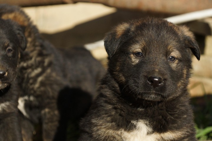      Крупные щенки в хорошие руки!