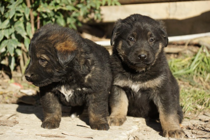      Крупные щенки в хорошие руки!
