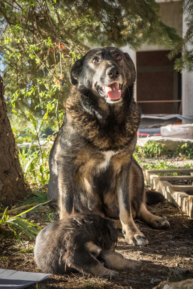      Крупные щенки в хорошие руки!