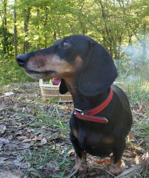 Пропала собака.