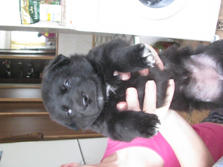 щенки ищут хозяина и друга!