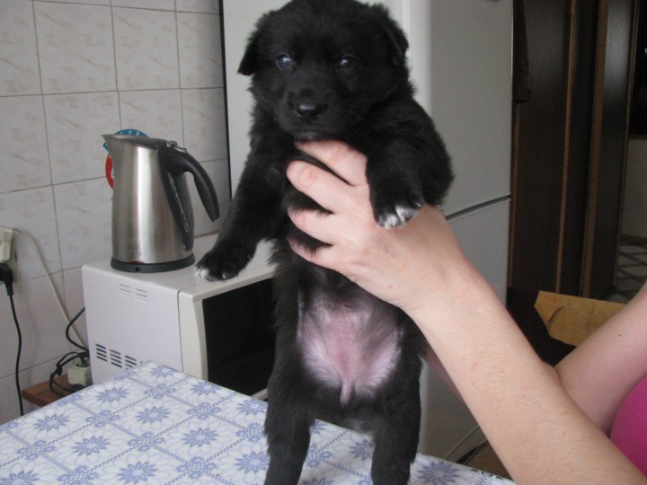 щенки ищут хозяина и друга!