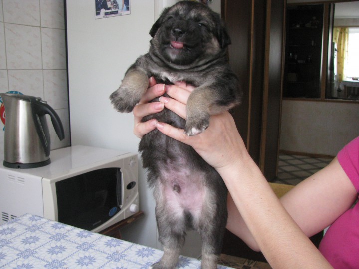 щенки ищут хозяина и друга!