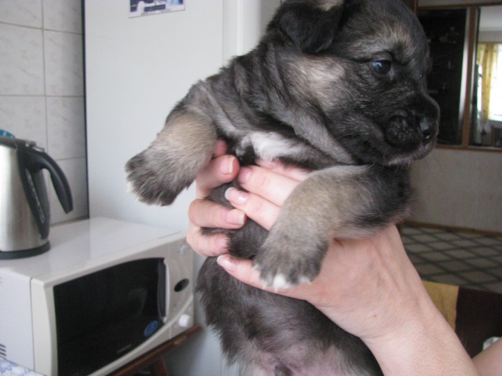 щенки ищут хозяина и друга!