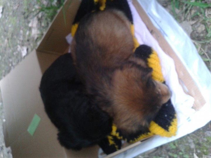 Двое милых щенков ищут хозяев