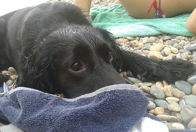 ПРОПАЛА СОБАКА!!!