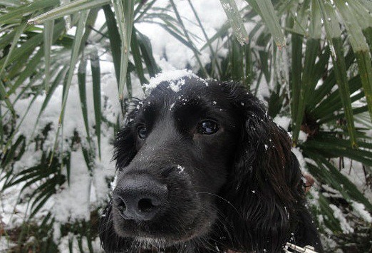ПРОПАЛА СОБАКА!!!