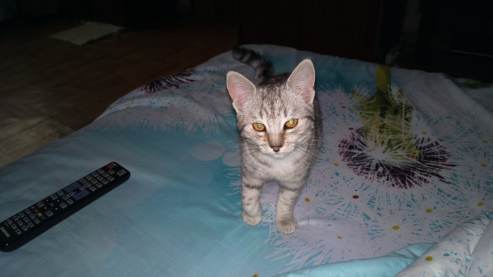 Нашлась маленькая кошка