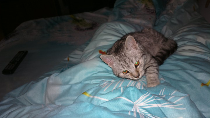 Нашлась маленькая кошка