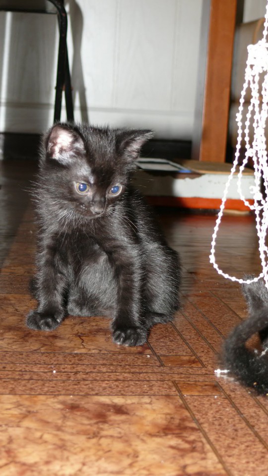 Очаровательные котята ищут дом!