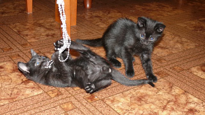 Очаровательные котята ищут дом!