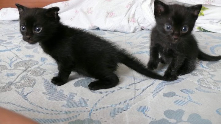 Очаровательные котята ищут дом!