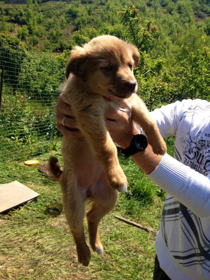 Красивейшие и обаятельные щенки в добрые руки!