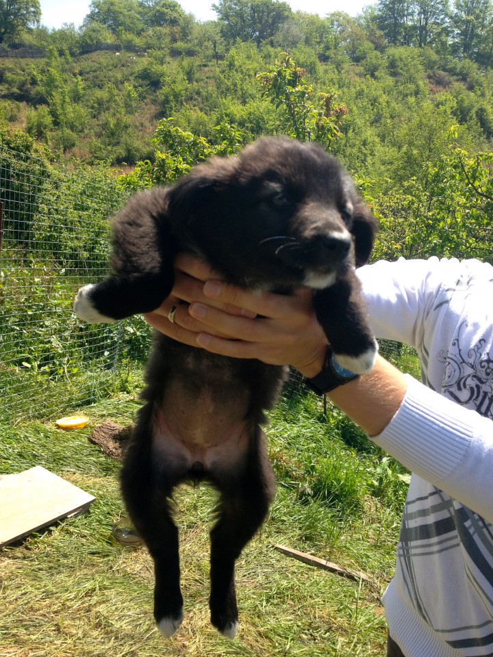 Красивейшие и обаятельные щенки в добрые руки!