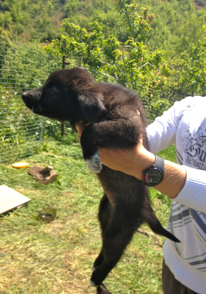 Красивейшие и обаятельные щенки в добрые руки!