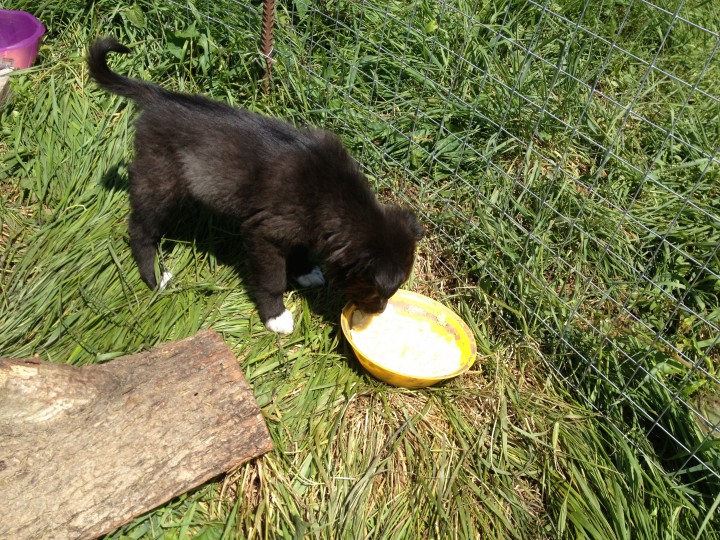 Красивейшие и обаятельные щенки в добрые руки!