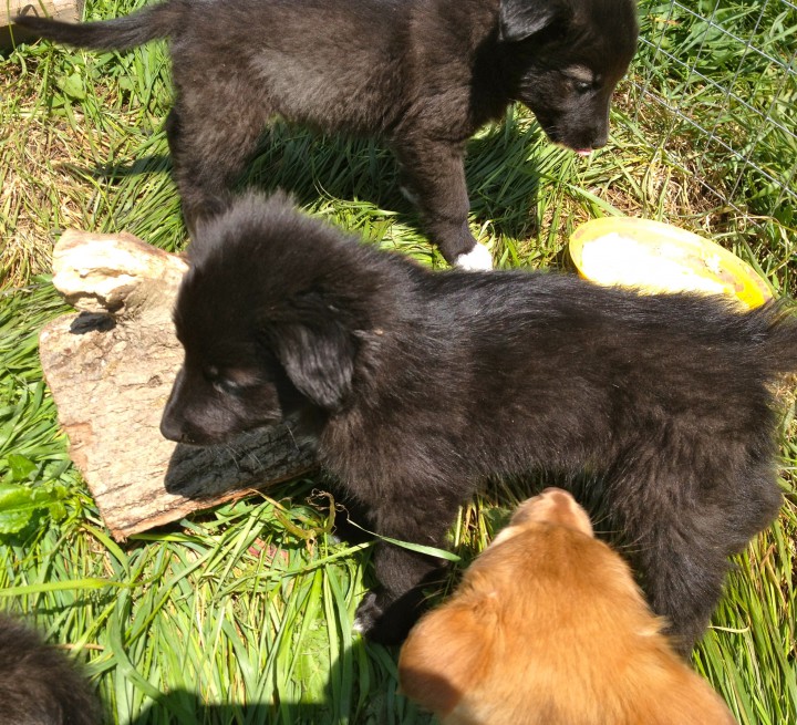 Красивейшие и обаятельные щенки в добрые руки!