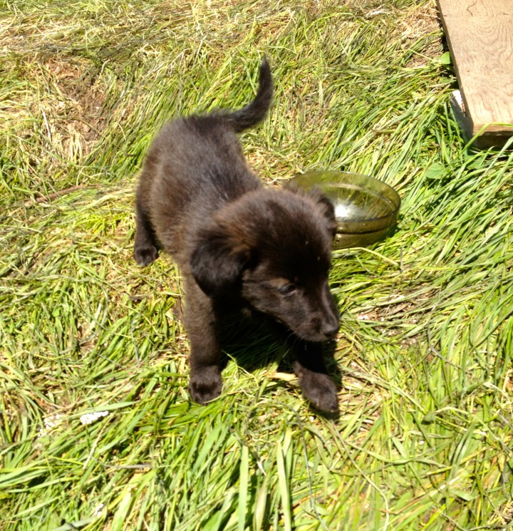 Красивейшие и обаятельные щенки в добрые руки!