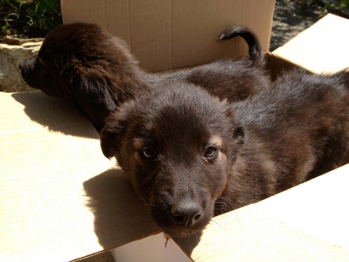 Красивейшие и обаятельные щенки в добрые руки!