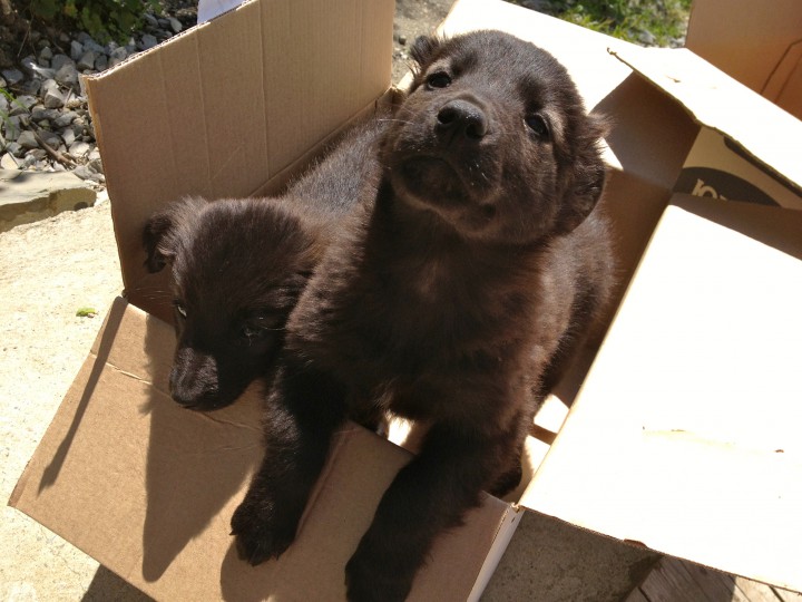 Красивейшие и обаятельные щенки в добрые руки!