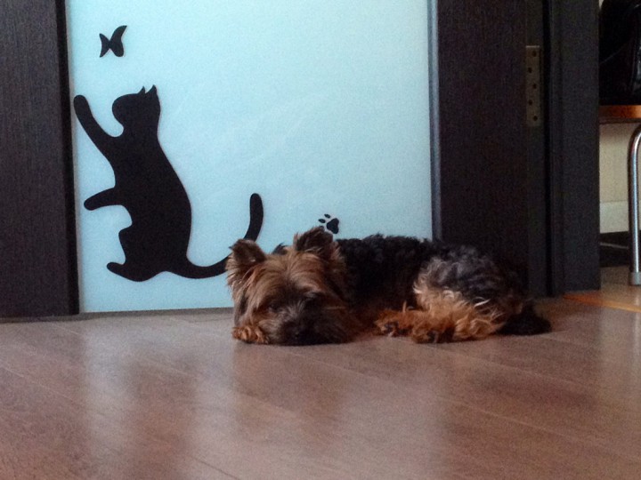 Йоркширский терьер ищет подругу для вязки! 