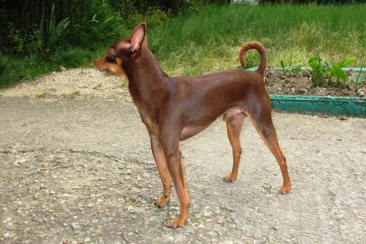 Той-терьер ищет подругу для вязки