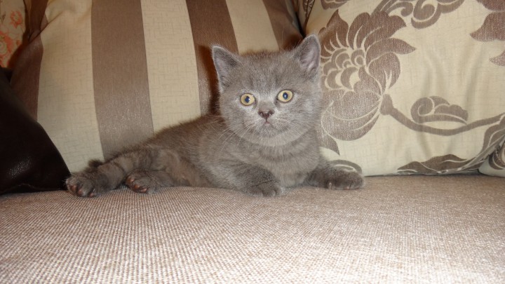 шотландские котята