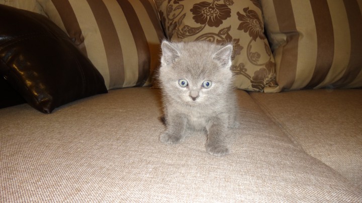 шотландские котята