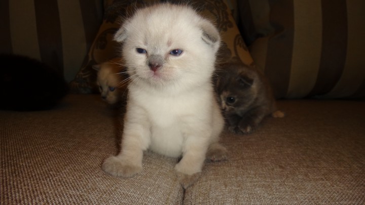 продаются шотландские котята с документами