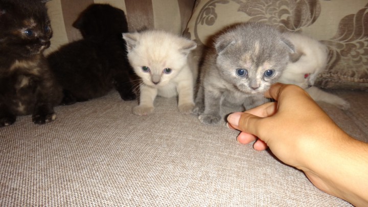 продаются шотландские котята с документами