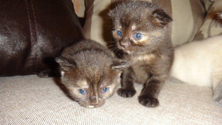 продаются шотландские котята с документами