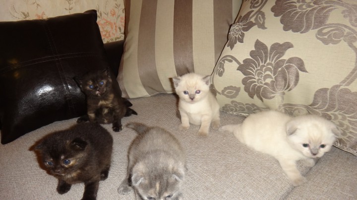 продаются шотландские котята с документами